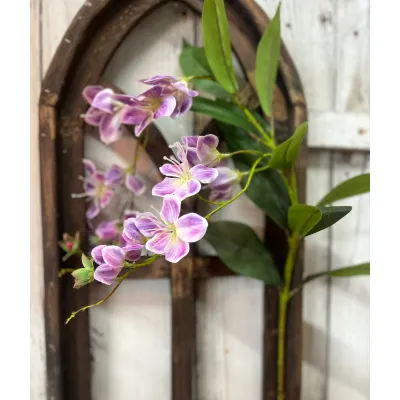 Purple Jasmine
