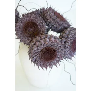 Botanica #2770 3