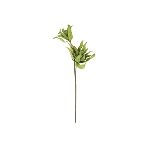 Botanica #2654 4