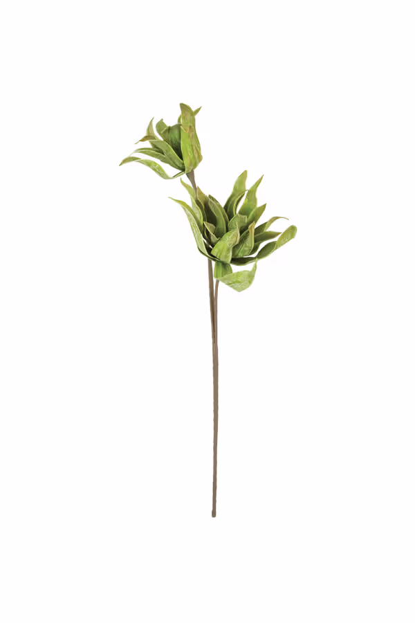 Botanica #2654