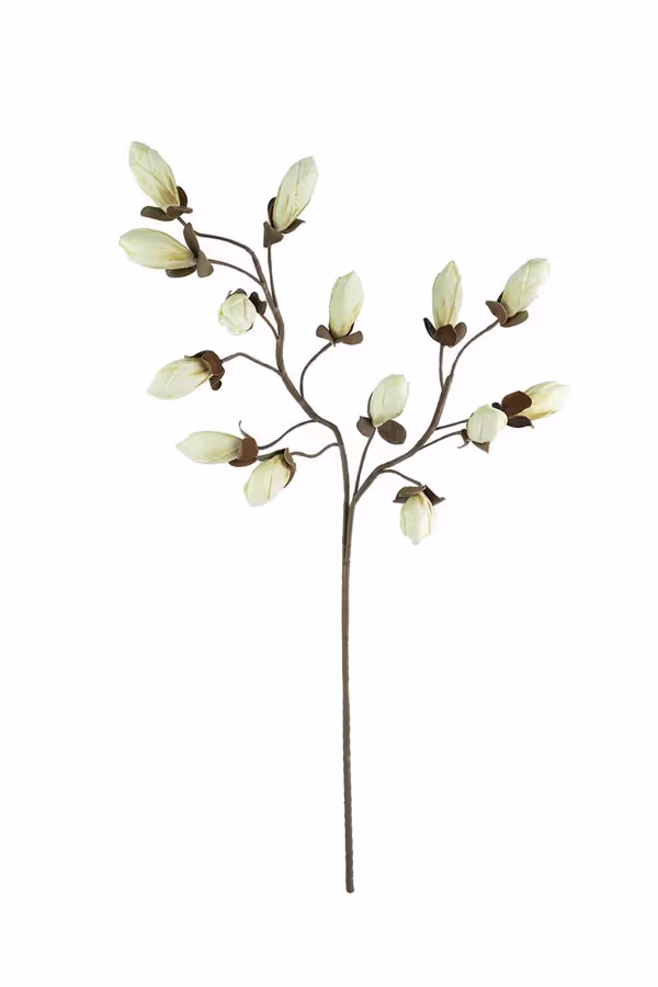 Botanica #2716