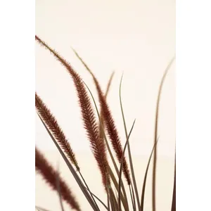Artificial Reed Spray with Burgundy Plumes 4