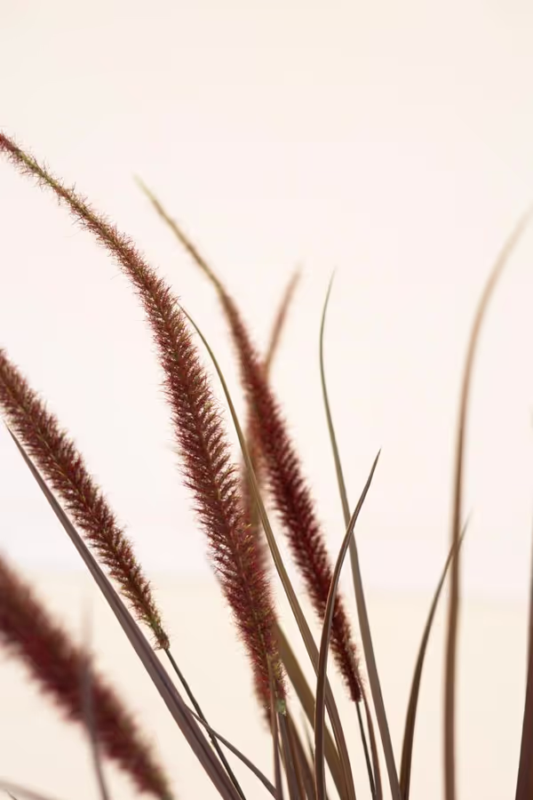 Artificial Reed Spray with Burgundy Plumes