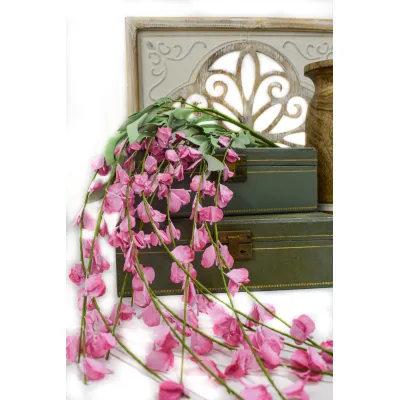 Pink Hanging Wisteria 4ft