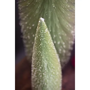 Set of 3 Bottle Brush Christmas Trees 2