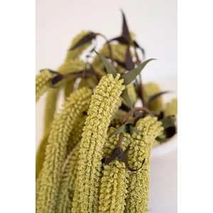 botanica #9029 4