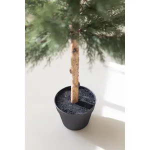 Artificial Cypress Tree In Plastic Pot 3