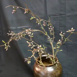 Apricot Branch 1