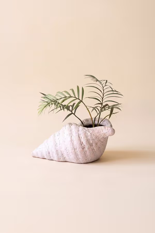 Clay Conch Shell Planter with White Glaze