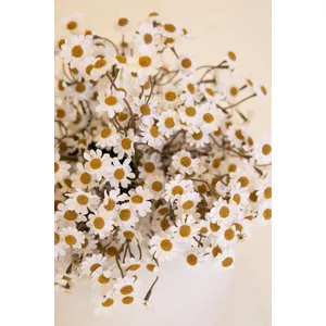 Faux Chamomile Bundle / White 3