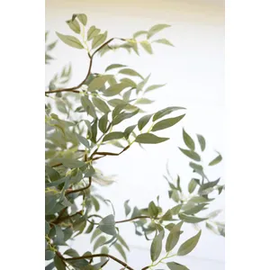 Botanica #3436 5