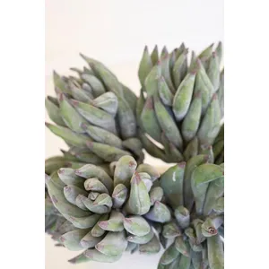botanica #2859 3