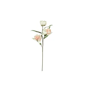 Botanica #3573 4