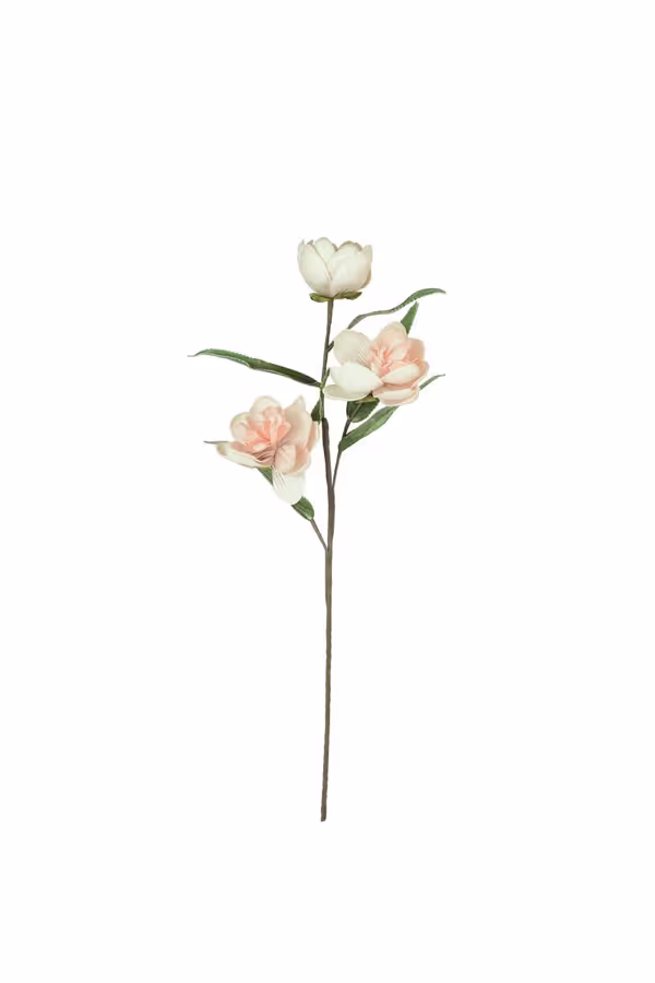 Botanica #3573