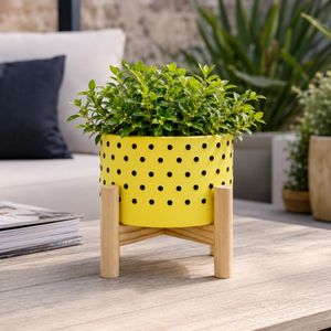 COLECREST YELLOW PLANTER 6 (IN) 2