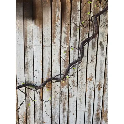 Jungle Vine 62in