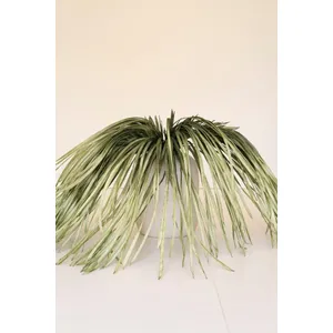 Botanica #2183 2