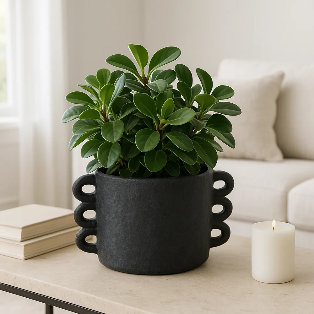 ARLOWHAVEN BLACK PLANTER 8 (IN)