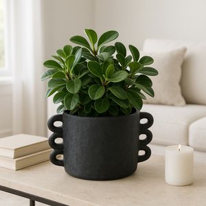 ARLOWHAVEN BLACK PLANTER 8 (IN) 2