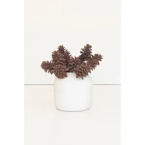 Botanica #9069 2