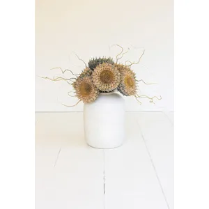 Botanica #2771 1