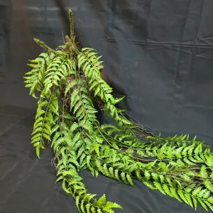 Hanging Fern Stem 1