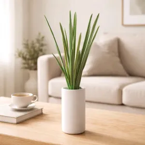 Spider Plant 2