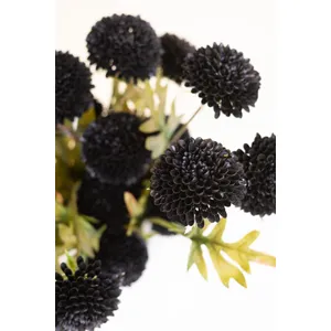 Bundle of 7 Black Ball Dahlias 4