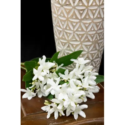 White Star Flower 29in
