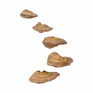 CLEOOAK SET OF 5 TAN WALL SCULPTURES 6 (IN) 3