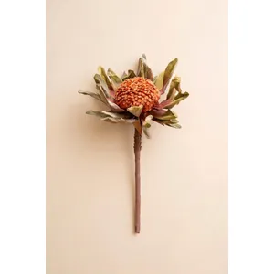 Botanica #2885 3