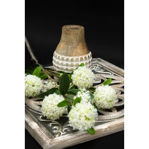 White Allium 31in 1