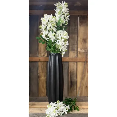 White Phlox 36in