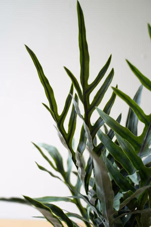Artificial Fern in a Black Plastic Pot