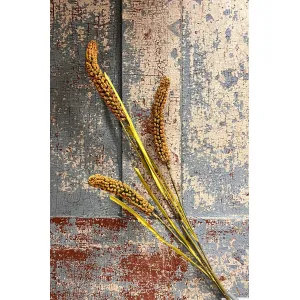 Golden Cattail Stem 1