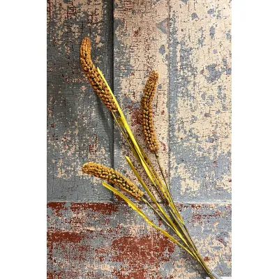 Golden Cattail Stem