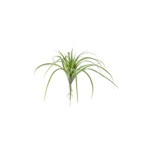 Green Air Plant Large 3