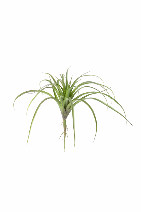 Green Air Plant Large