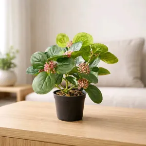 Blushing Grove Pot 13in 1