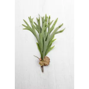 Artificial Staghorn Fern Stem 2