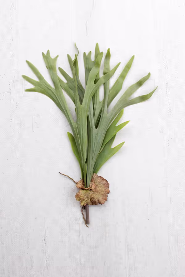 Artificial Staghorn Fern Stem