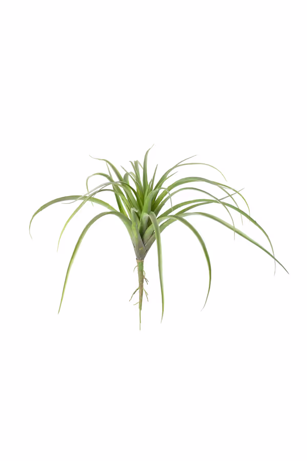 Green Air Plant Large