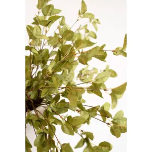 botanica #9035 3