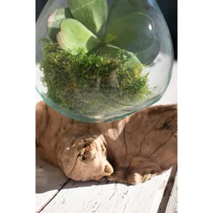 Large Blown Glass Bowl on Driftwood Base 2