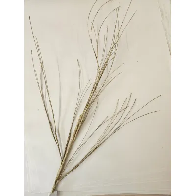 Whispy Twig Pick