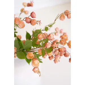 Botanica #3697 4