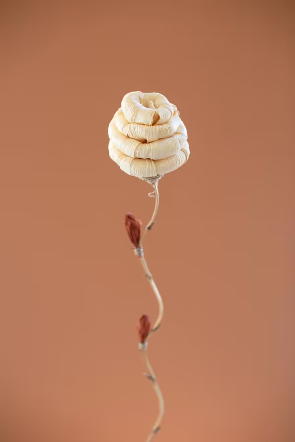 Set of 12 Cornhusk Botanicals on a Bamboo Stem / Hive