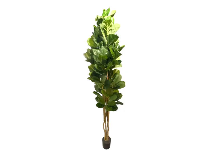7' FIDDLE TREE 1