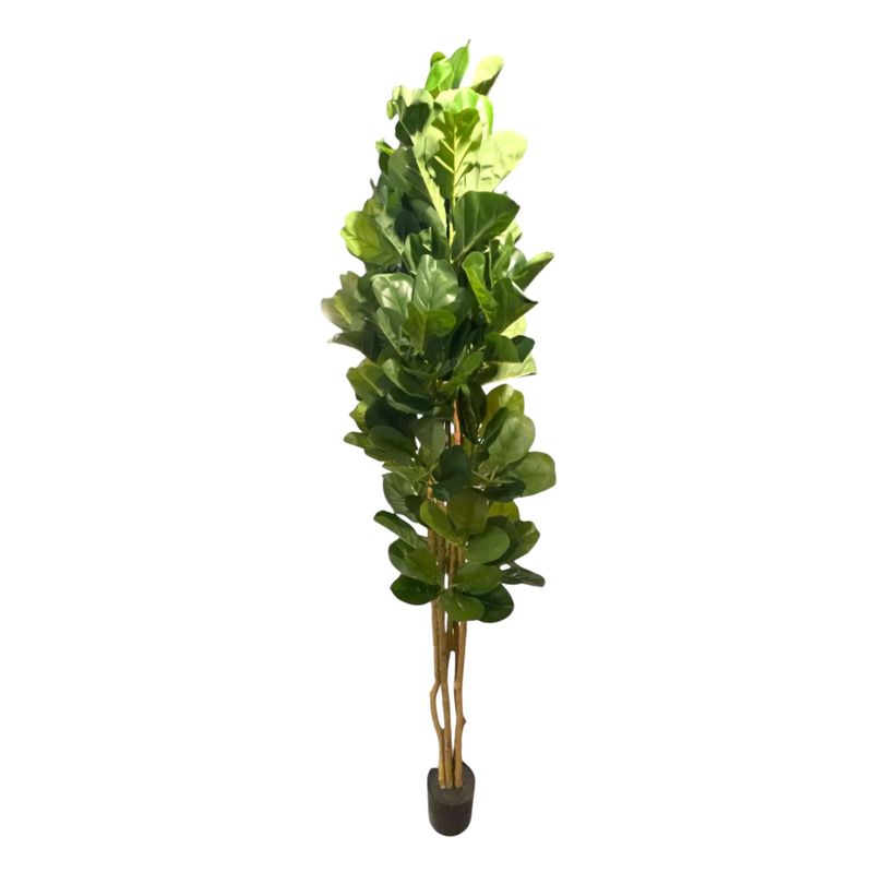 7' FIDDLE TREE