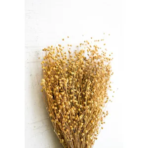 Bundle of Natural Lino Stems 2